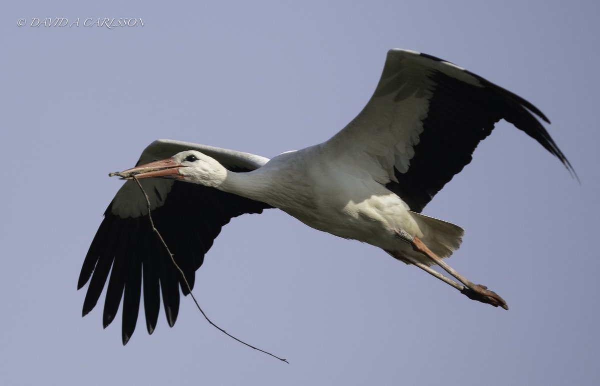 Dave Carlsson tweet media