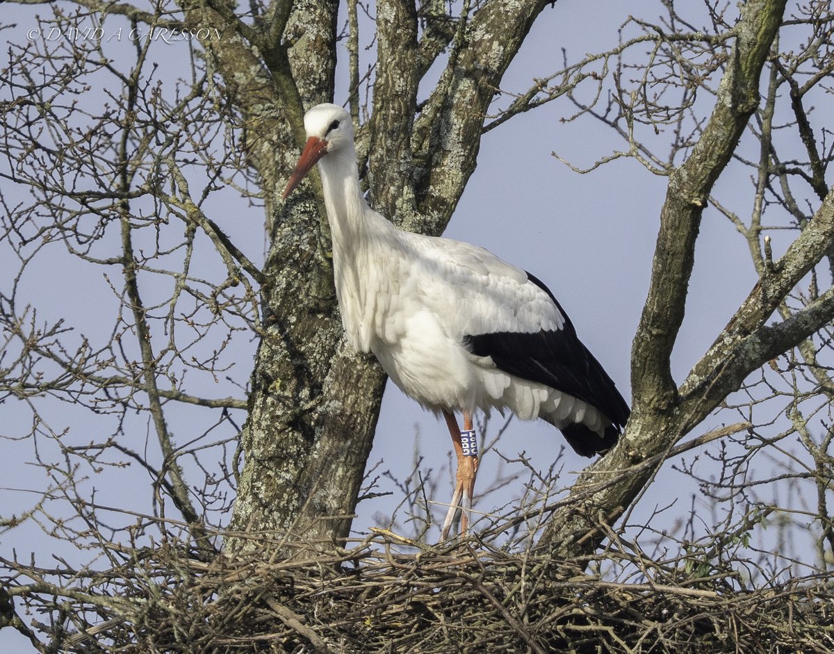 Dave Carlsson tweet media