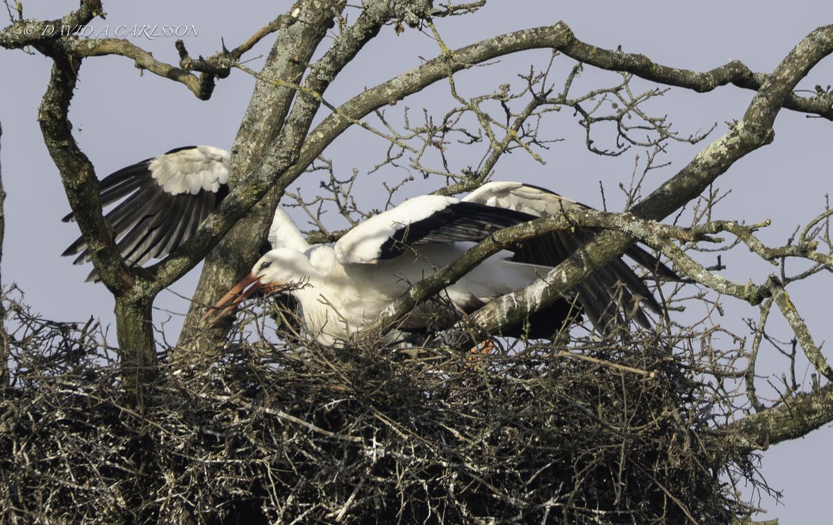 Dave Carlsson tweet media