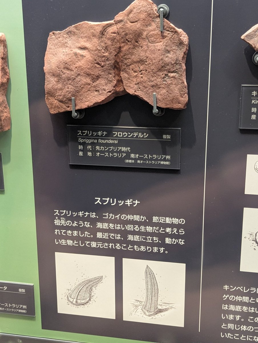#金曜日だから化石貼る #FossilFriday
先カンブリア時代の化石たち
今まで知られていなかった先カンブリア時代の生物の大量絶滅「コトリン危機」があったそうです。