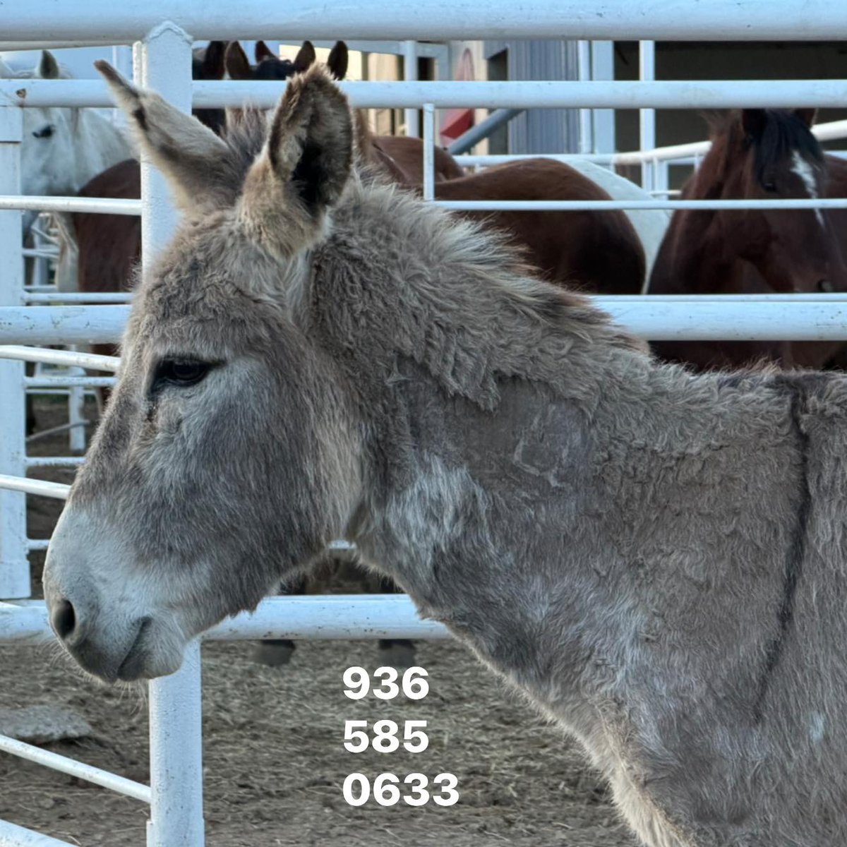 Salvation Wild Mustang Sanctuary tweet media
