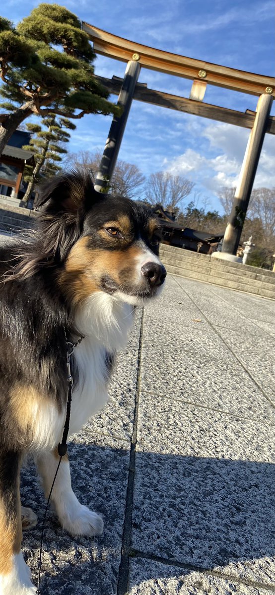 Gun Samurai tweet media