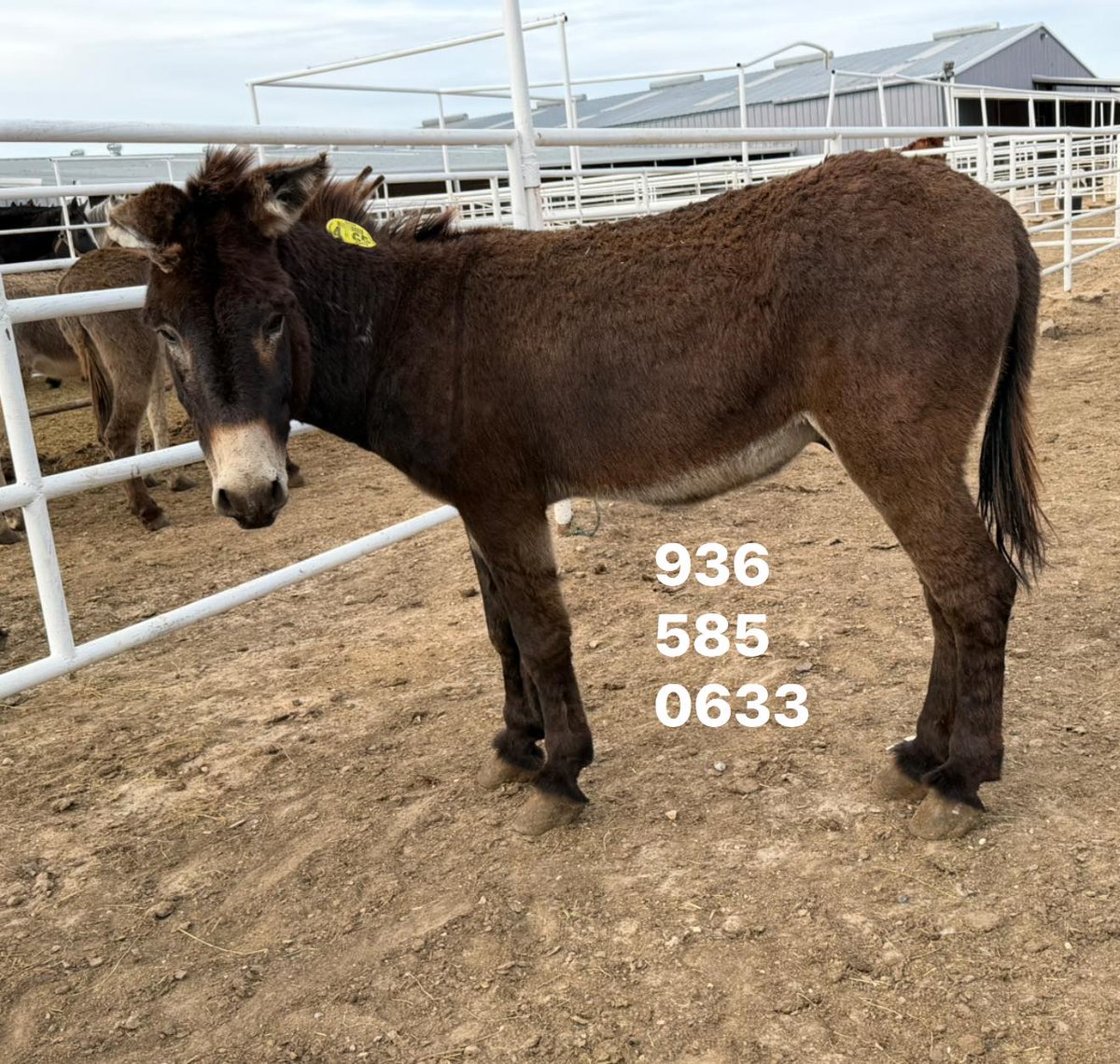 Salvation Wild Mustang Sanctuary tweet media