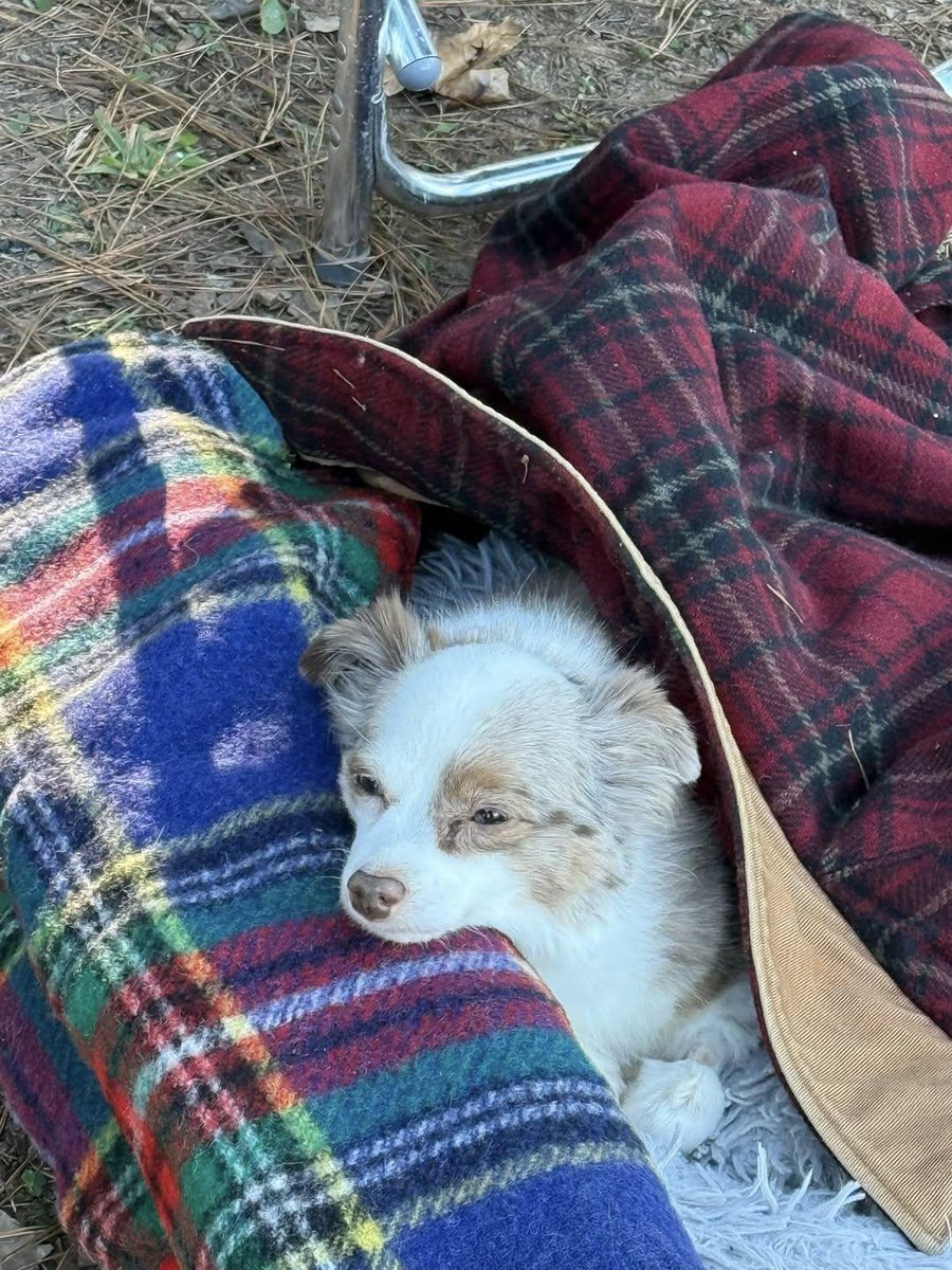 Sara Mary ⭐❤️ tweet media