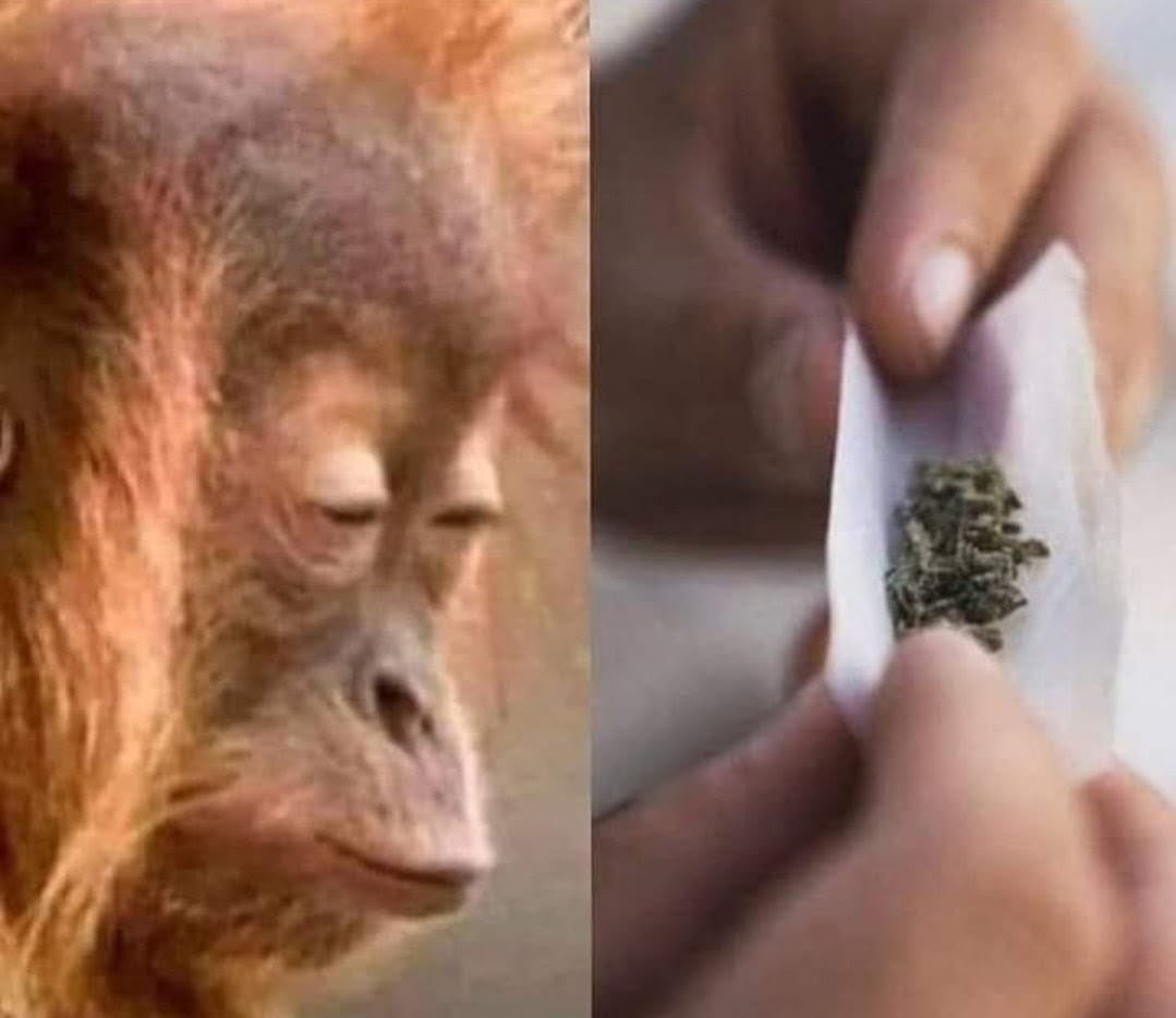 Sr. Weed tweet media