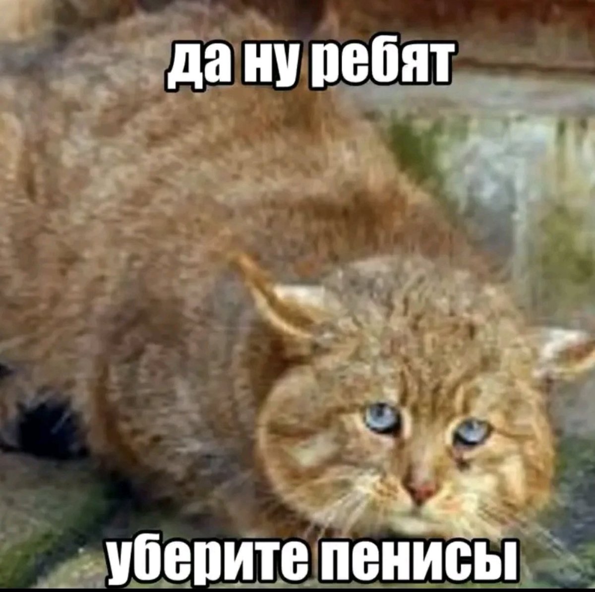 Инцелитель?)🌍🔞♿🇰🇵🇮🇱🇺🇦🇷🇺🇺🇲🇩🇪🏳️‍🌈🤡 tweet media