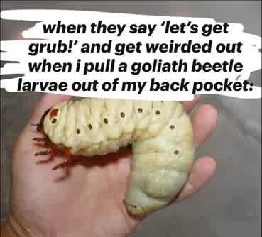 shadoomf🪲🇵🇸(homunculus enjoyer) tweet media