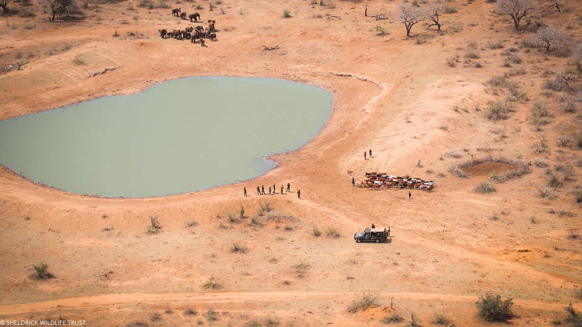 Sheldrick Wildlife Trust tweet media