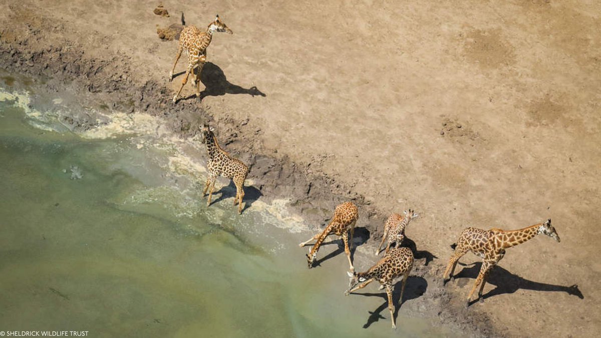 Sheldrick Wildlife Trust tweet media