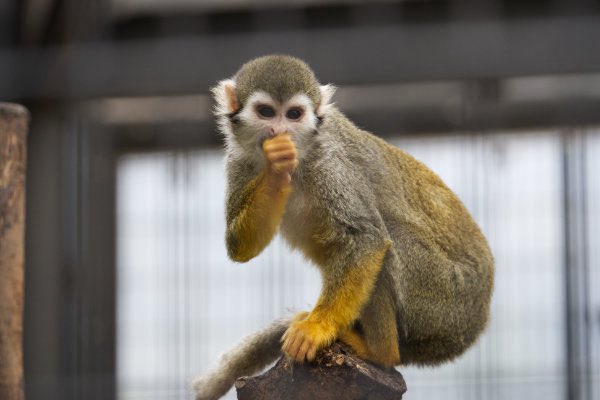 mensore21's tweet photo. コモンリスザル🐒
江戸川区自然動物園
#コモンリスザル #リスザル #Commonsquirrelmonkey #江戸川区自然動物園
#動物 #動物園 #zoo #animal #動物写真好きな人と繫がりたい #動物好きな人と繫がりたい #動物が好き #動物写真
🌿 https://t.co/qlOy7VnH5l