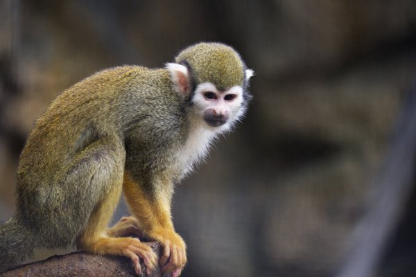 mensore21's tweet photo. コモンリスザル🐒
江戸川区自然動物園
#コモンリスザル #リスザル #Commonsquirrelmonkey #江戸川区自然動物園
#動物 #動物園 #zoo #animal #動物写真好きな人と繫がりたい #動物好きな人と繫がりたい #動物が好き #動物写真
🌿 https://t.co/qlOy7VnH5l