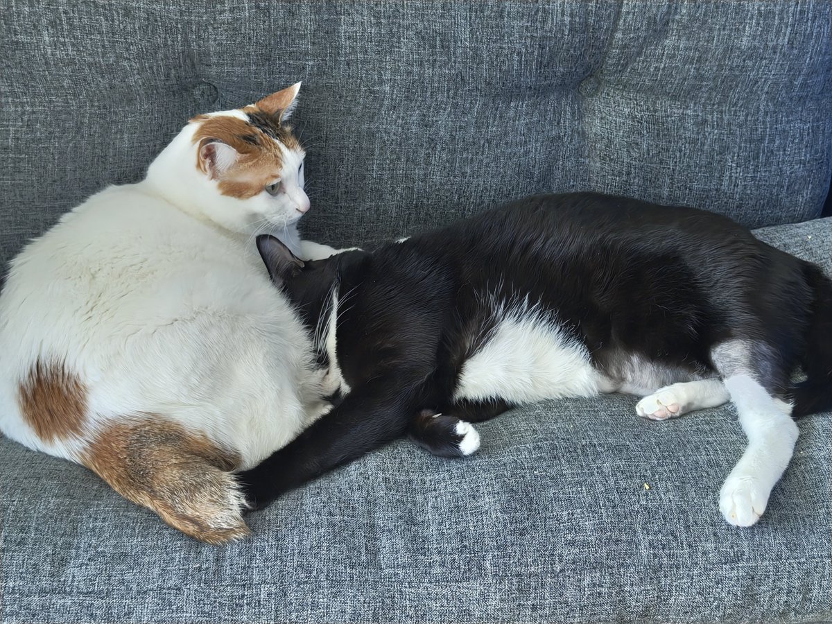 Supernoba tweet media