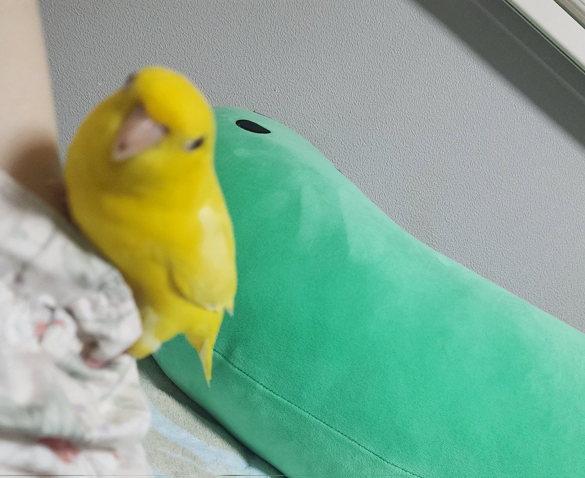 늘듬직티티뾰뾰 tweet media