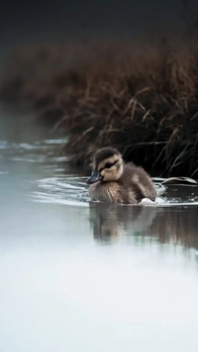 La Tête sous l'eau tweet media