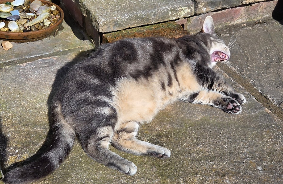 JessFudge20's tweet image. It's anothfurr rip roaring day in #Derbados this #JellyBellyFriday Have #Friyay fun pals ❤️❤️🐾🐾😽😽 #Peanut #Betty #CatsOfX #CatsOfTwitter