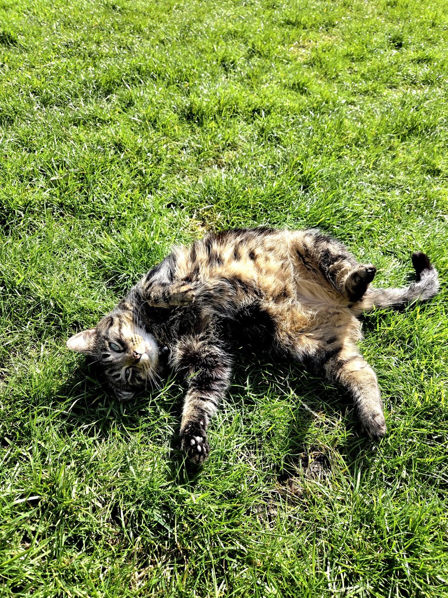 JessFudge20's tweet image. It's anothfurr rip roaring day in #Derbados this #JellyBellyFriday Have #Friyay fun pals ❤️❤️🐾🐾😽😽 #Peanut #Betty #CatsOfX #CatsOfTwitter