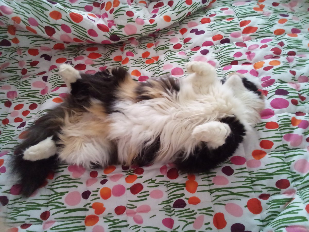 Lisa Clayton - Penny , Polly and Angel Snowball tweet media