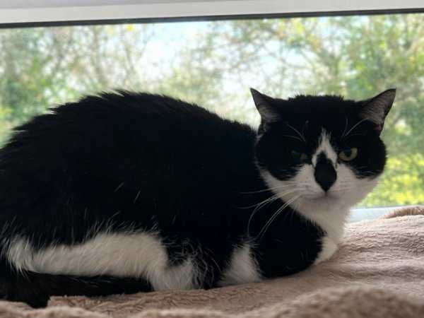 Greenacres Rescue tweet media