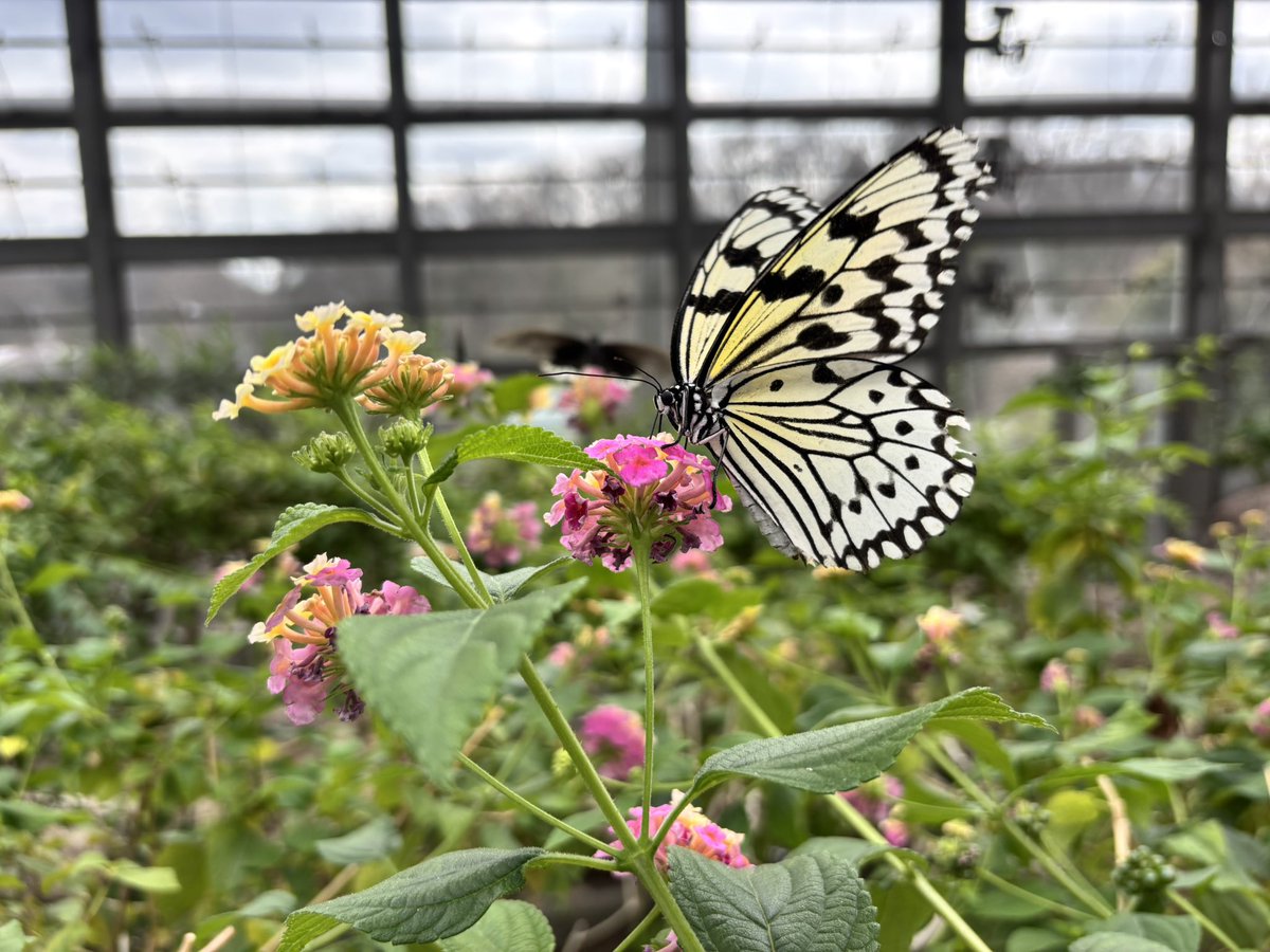 cranberry1202's tweet photo. 3年ぶりの天国🦋 https://t.co/dYZVlEpuWQ