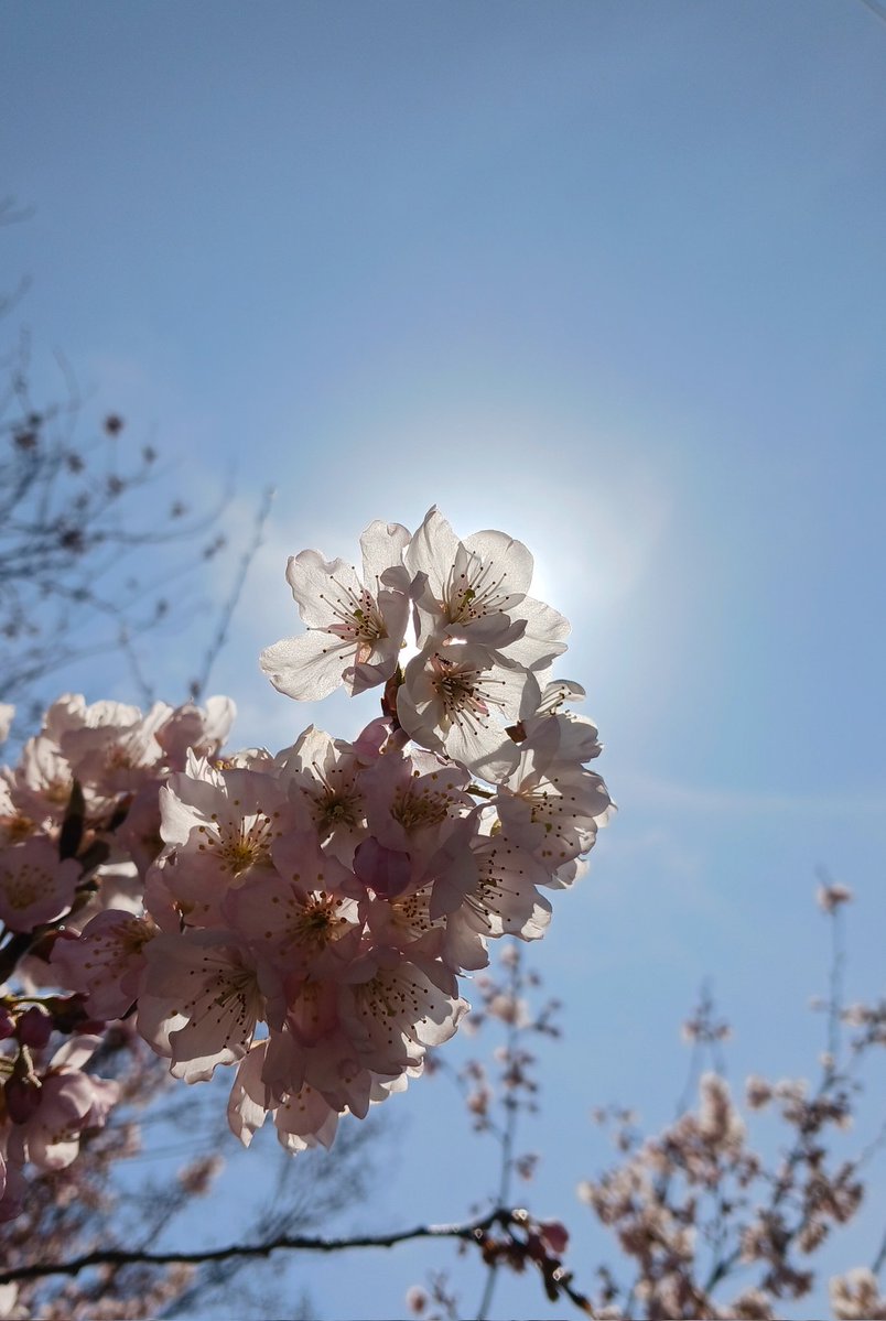 茂山宗彦(ﾓﾄﾋｺ) tweet media