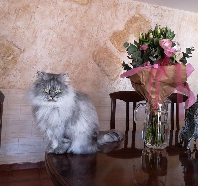 paww𐙚⋅˚ tweet media