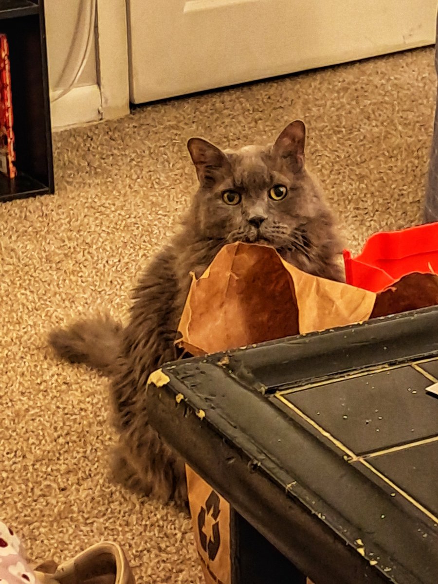 Flaco J. Cattovich tweet media