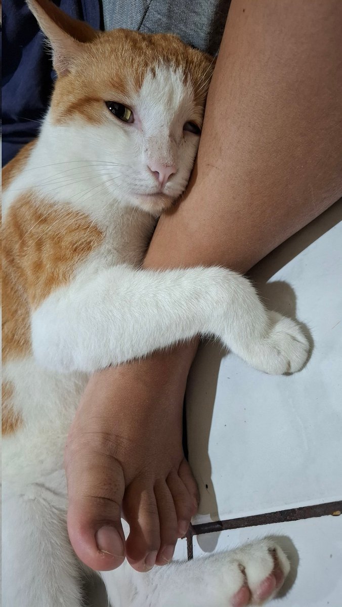 CEK TURNITIN📌 || FASTRESP WA tweet media