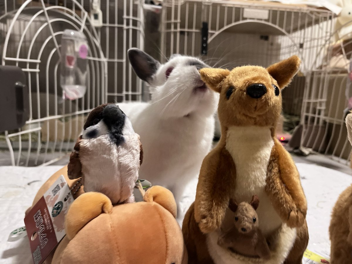 ๐ ้ฆใกใใ ๐ tweet media