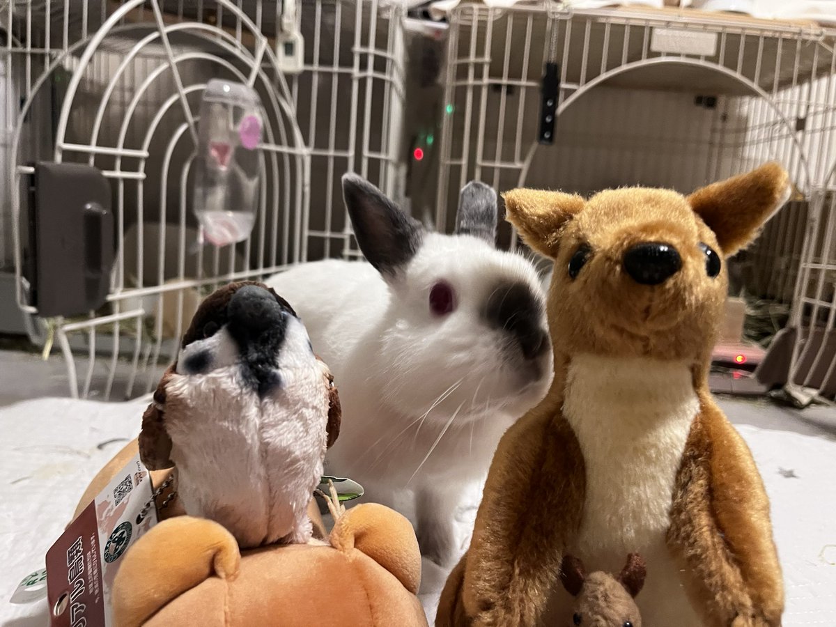 ๐ ้ฆใกใใ ๐ tweet media