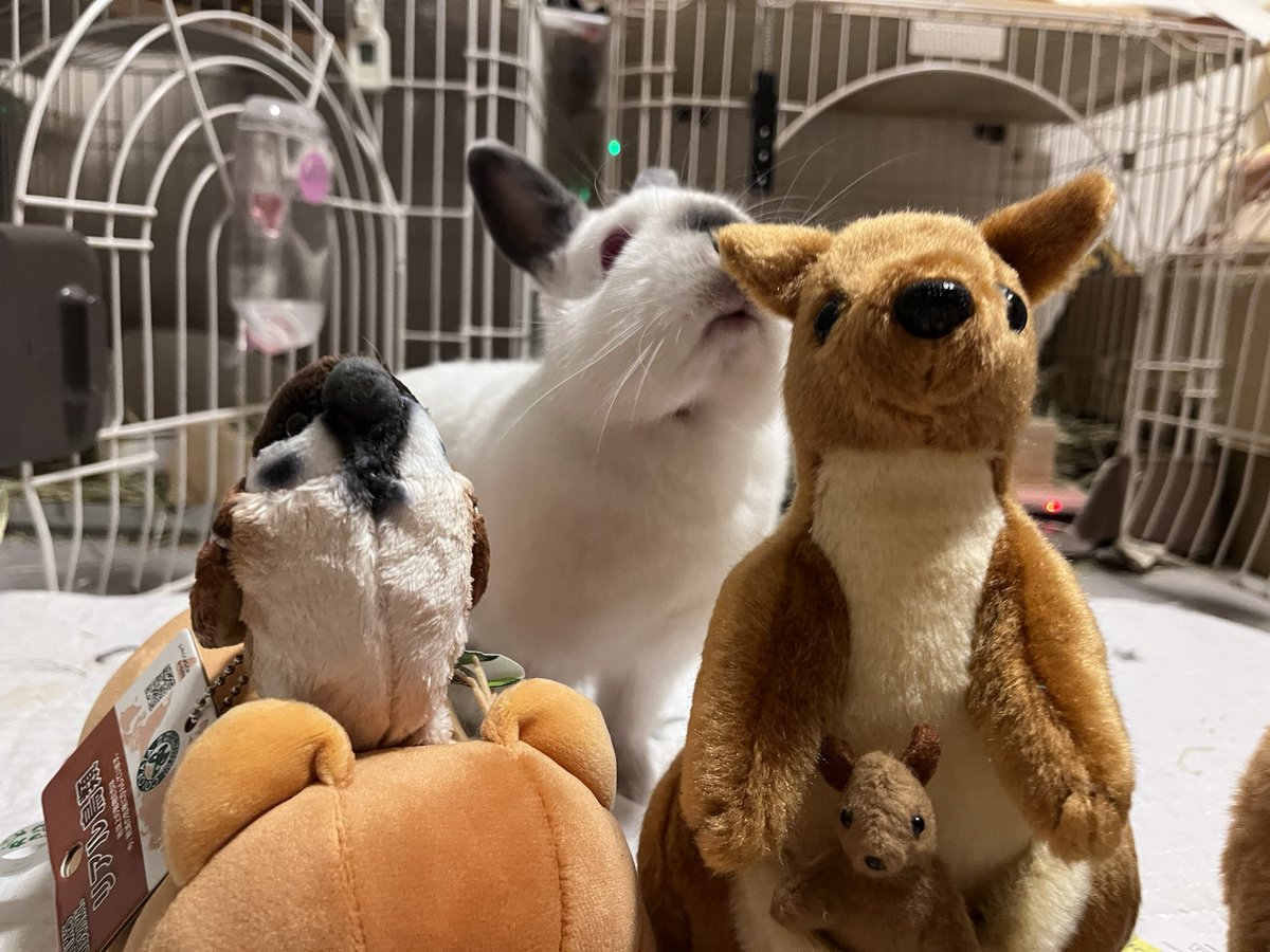 ๐ ้ฆใกใใ ๐ tweet media