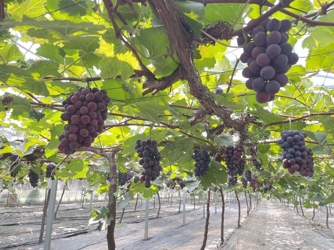 Modern Express 现代快报 tweet media