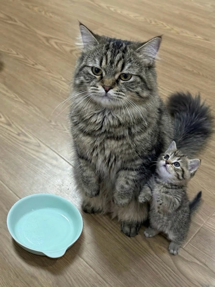 Cats for Happiness. tweet media