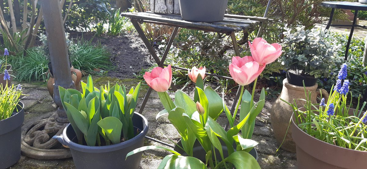 De ' keukenhof' is geopend!