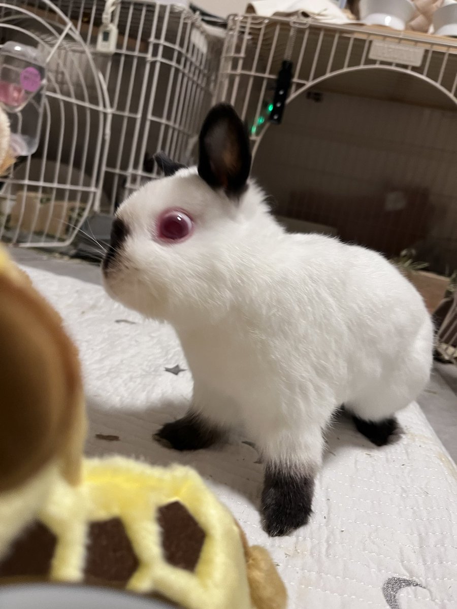 🐇 首ちゃん 🐇 tweet media