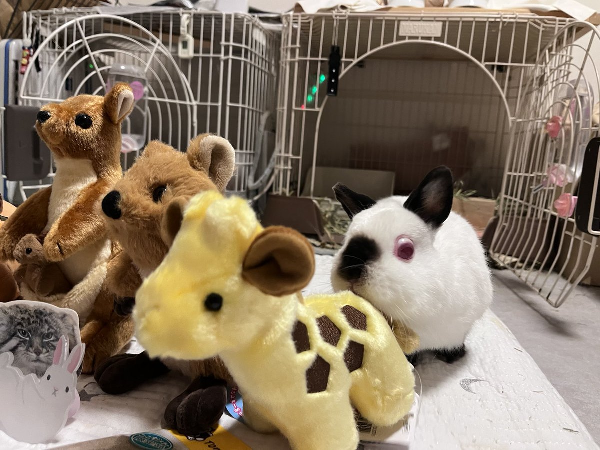 🐇 首ちゃん 🐇 tweet media