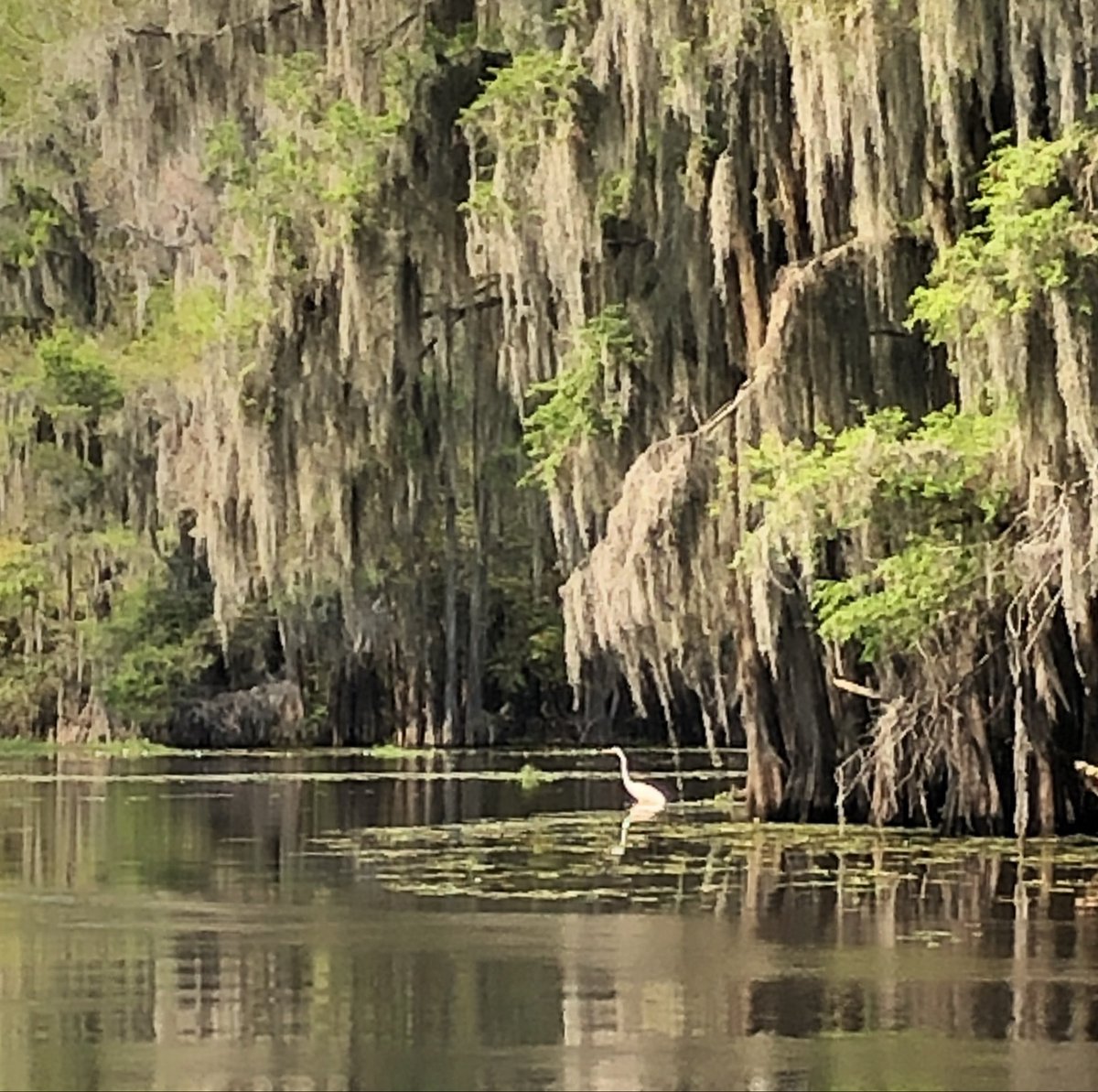 SWoolley tweet media