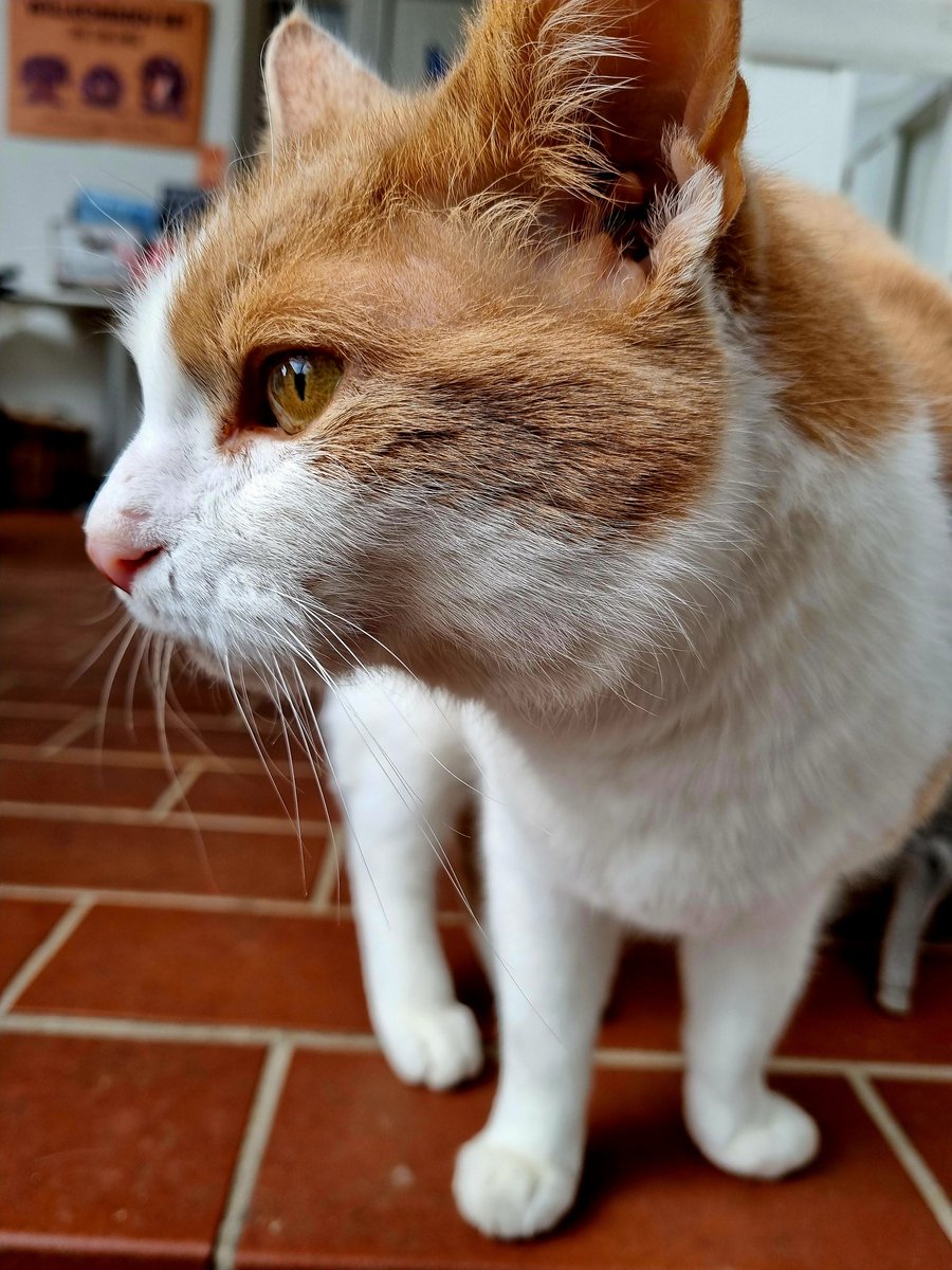 Einfari 🐺❄️ Arctic Wolf ❄️🐯💢 tweet media