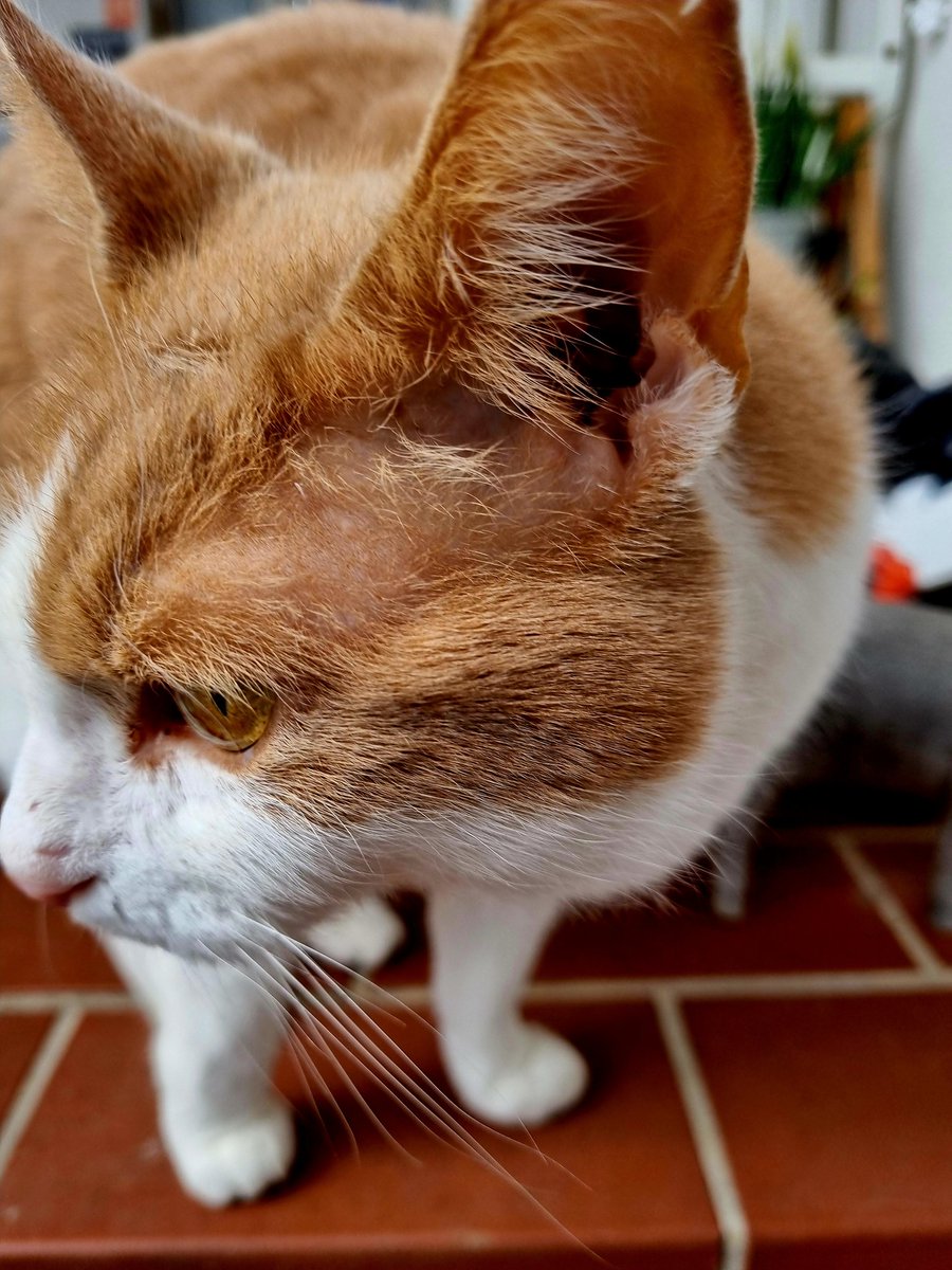 Einfari 🐺❄️ Arctic Wolf ❄️🐯💢 tweet media