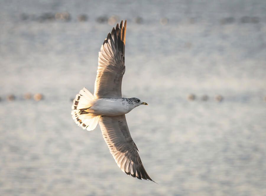 Debra Martz tweet media