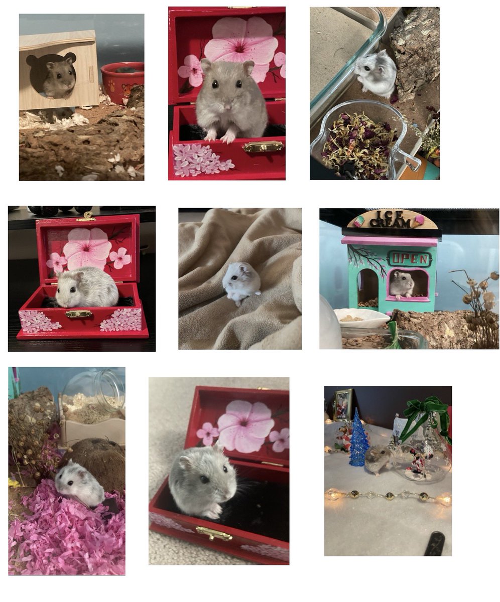 All Creatures Rescue tweet media