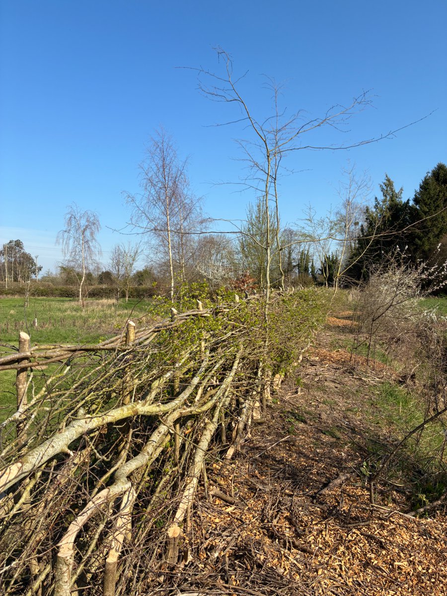 The newly laid 9 year old hedge is sprouting. 
Traditional rural skills (ie jobs), carbon, biodiversity, flood risk management, ecology corridor, bird food &amp; shelter, firewood, nutrient management, physical boundary, soil improver…
Bringer of joy.
