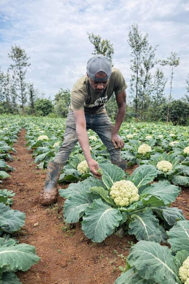 Farm With Fred tweet media