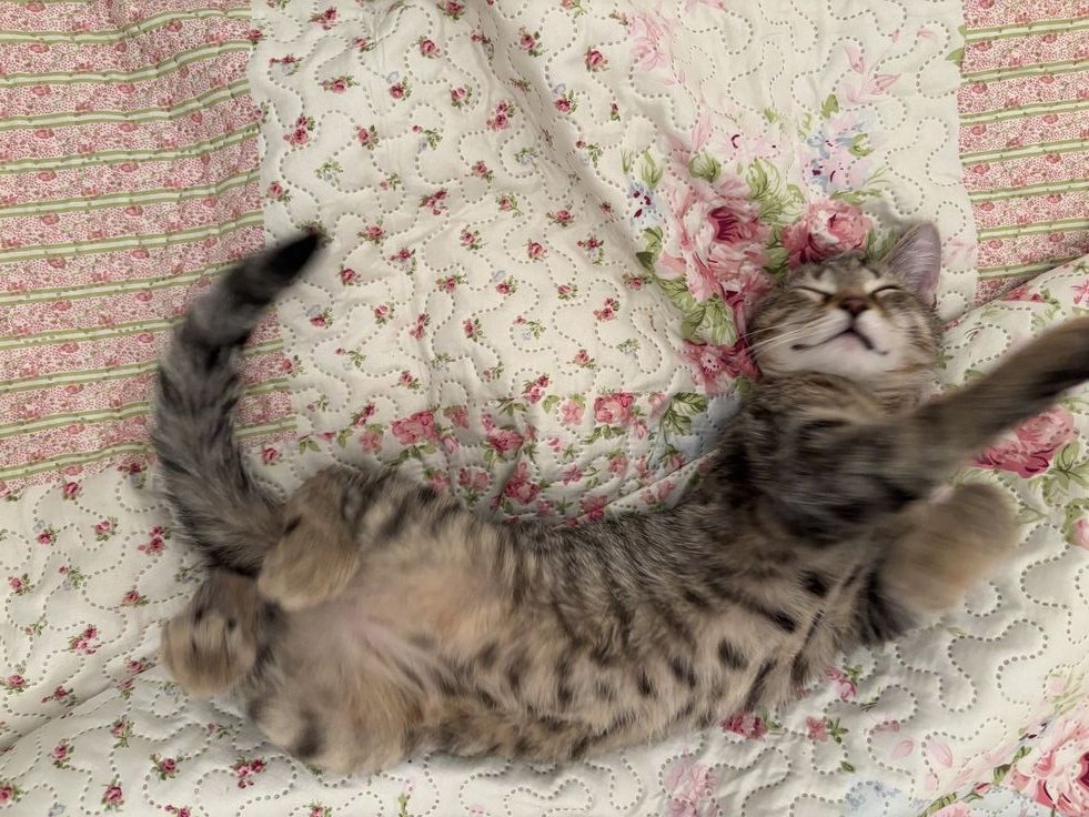 𝘚oleiana. tweet media