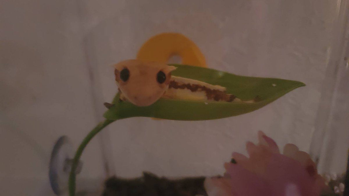 いよべい tweet media