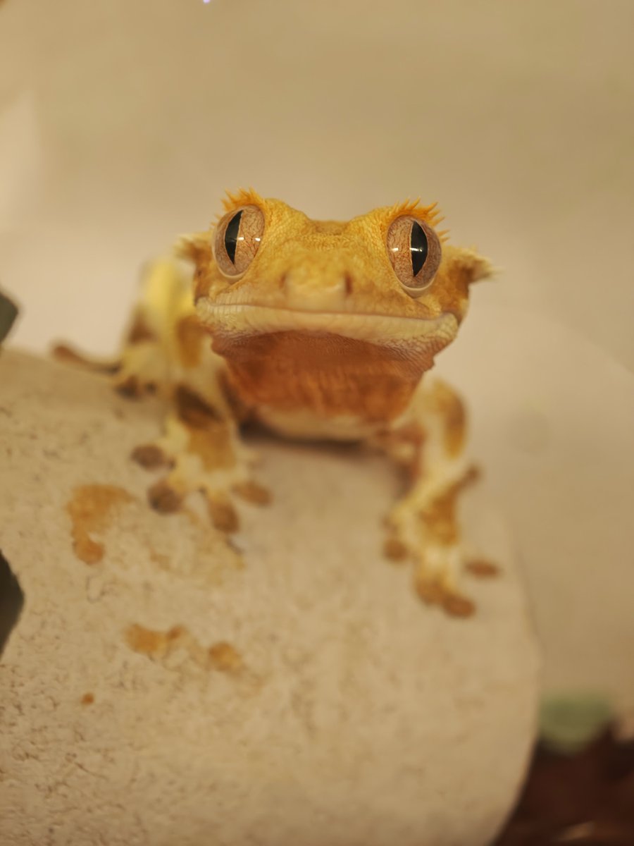 いよべい tweet media