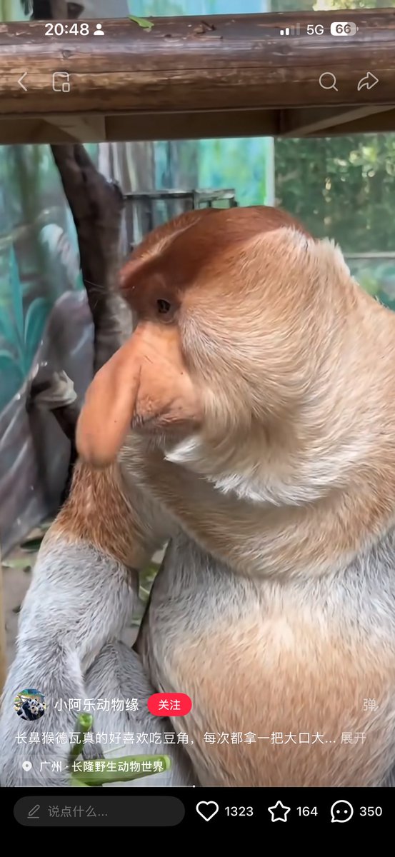 仿生云烧会梦见电子土豆吗 tweet media