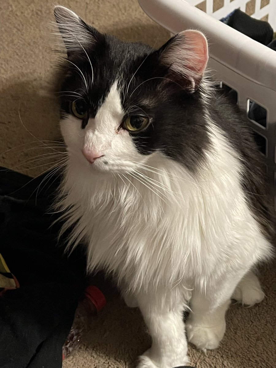 pepper 🌶️ & lugosi 🧛🏻‍♂️ tweet media