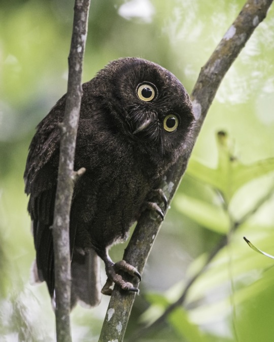 MelsBracelets's tweet photo. Anjouan Scops Owl - Island of Anjouan in the Comoros Islands #wildlifephotography #wildlife #naturephotography #naturebeauty #naturelover #NatureVibes #NatureScenery #birdphotography #birdlover #birding #birdwatching #owllover #owls #anjouan #scopsowl #comorosislands https://t.co/jKHtykQysI
