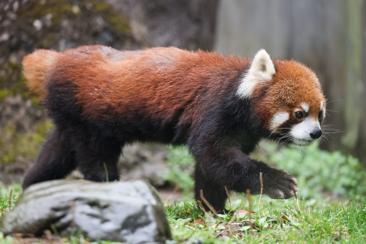 うにく tweet media