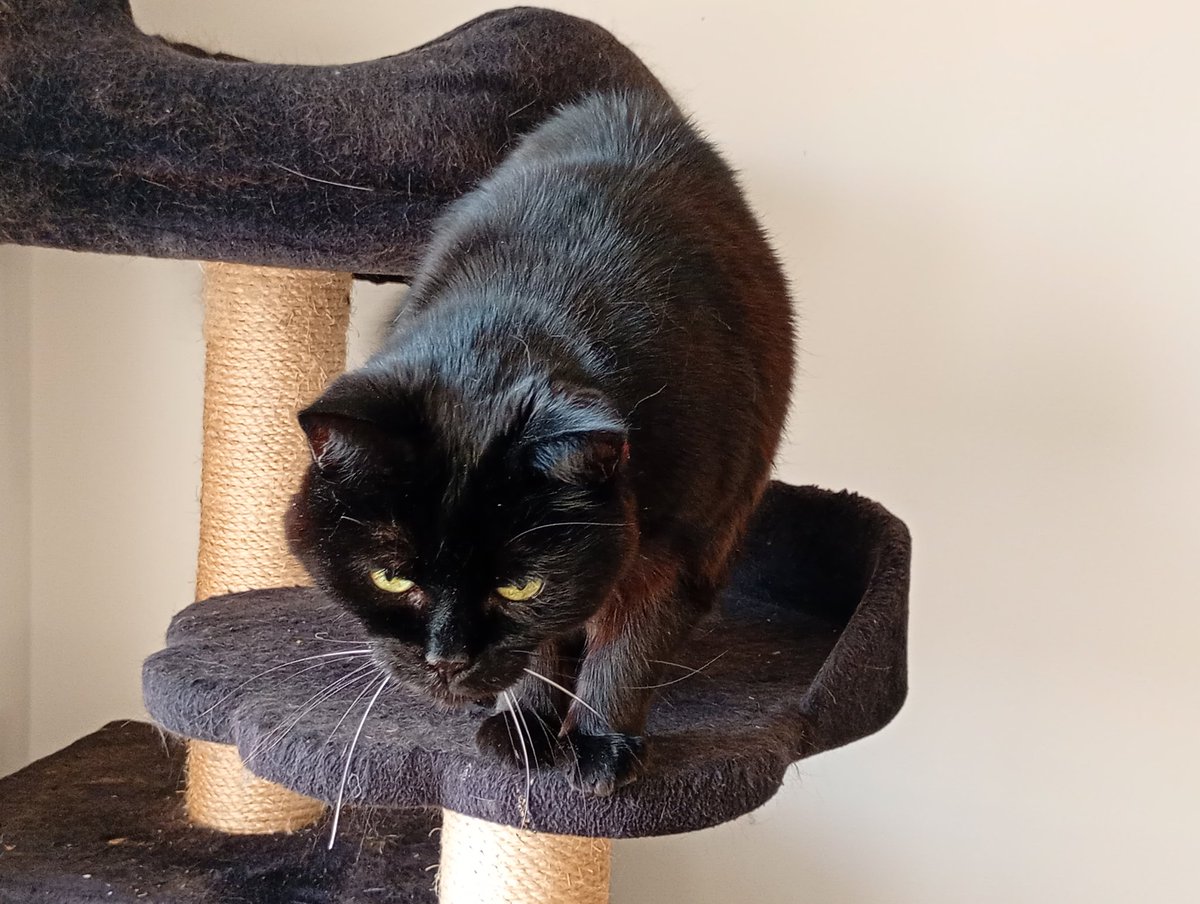 Wiltshire Cat tweet media